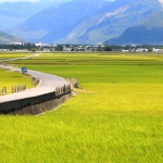 Ngỡ ngàng trước con đường lúa vàng tại Đài Loan