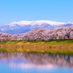 Lên lịch ngắm hoa anh đào tuyệt đẹp ở Tohoku, Nhật Bản